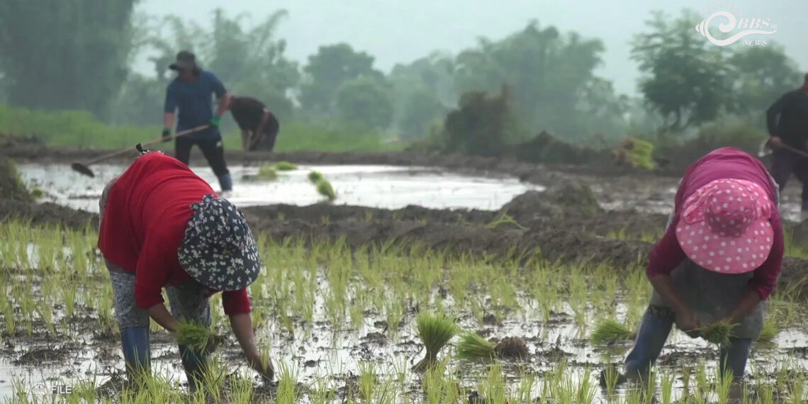 NC MPs call for higher subsidy as Crop and Livestock Insurance Scheme sees low uptake