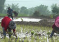 NC MPs call for higher subsidy as Crop and Livestock Insurance Scheme sees low uptake