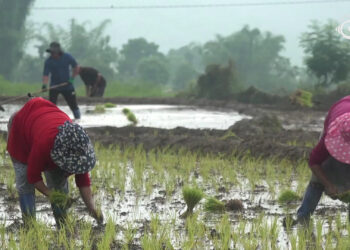 NC MPs call for higher subsidy as Crop and Livestock Insurance Scheme sees low uptake