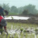 NC MPs call for higher subsidy as Crop and Livestock Insurance Scheme sees low uptake