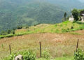 Chain-link fence protects over 150 acres of paddy fields from wild boars