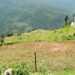 Chain-link fence protects over 150 acres of paddy fields from wild boars