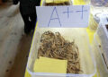 Bumthang cordyceps auction sees withdrawals over low bids