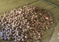 Poor potato harvest hits Trashigang farmers’ income