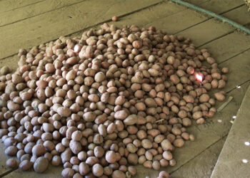 Poor potato harvest hits Trashigang farmers’ income
