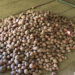 Poor potato harvest hits Trashigang farmers’ income