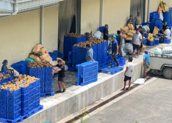Assured market drives fruit farming boom in Monggar