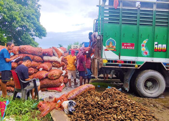Strong Indian demand drives ginger price surge in Samdrup Jongkhar