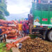 Strong Indian demand drives ginger price surge in Samdrup Jongkhar