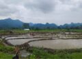 Restored irrigation brings relief to Rekhey paddy farmers