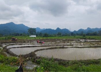Restored irrigation brings relief to Rekhey paddy farmers