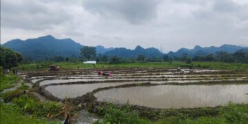 Restored irrigation brings relief to Rekhey paddy farmers