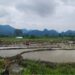 Restored irrigation brings relief to Rekhey paddy farmers