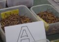 Most cordyceps collectors reject auction prices, take harvest home
