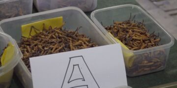 Most cordyceps collectors reject auction prices, take harvest home