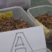 Most cordyceps collectors reject auction prices, take harvest home