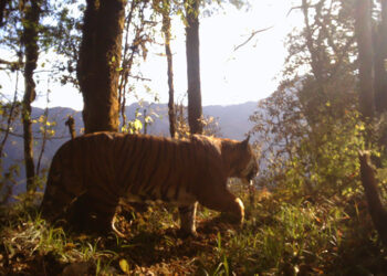 Three community projects launched to promote human-tiger coexistence