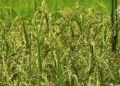 Researchers explore ways to combine local rice quality with higher yields