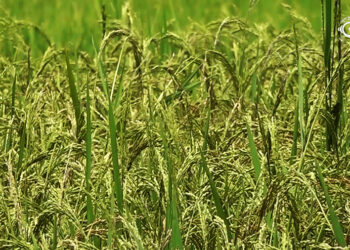 Researchers explore ways to combine local rice quality with higher yields