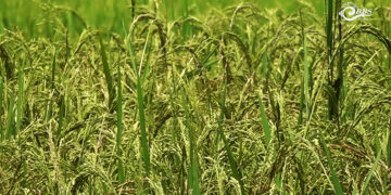 Researchers explore ways to combine local rice quality with higher yields