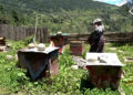 Beekeeping helps single mother build a livelihood in Dhur, Bumthang