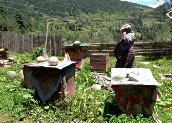Beekeeping helps single mother build a livelihood in Dhur, Bumthang