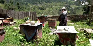 Beekeeping helps single mother build a livelihood in Dhur, Bumthang