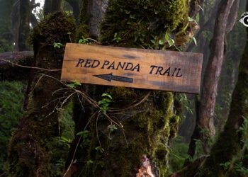 Tergola to become model for Red Panda conservation-led ecotourism