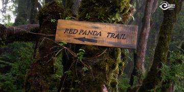 Tergola to become model for Red Panda conservation-led ecotourism