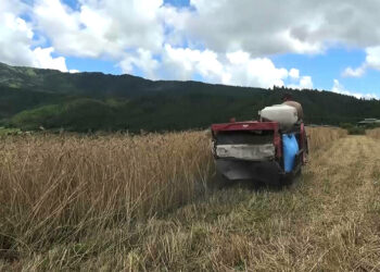 Harvester failures delay wheat harvest in Bumthang