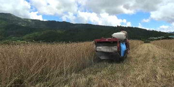 Harvester failures delay wheat harvest in Bumthang