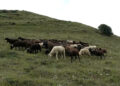 Bumthang’s last sheep-rearing villages get support to rebuild flock