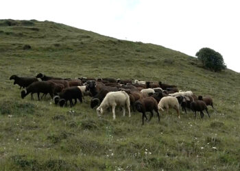 Bumthang’s last sheep-rearing villages get support to rebuild flock