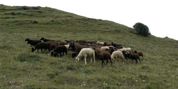 Bumthang’s last sheep-rearing villages get support to rebuild flock