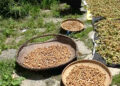 A decade later, hazelnut production begins picking up in Bumthang