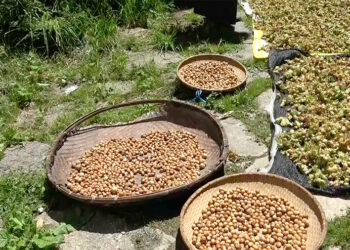 A decade later, hazelnut production begins picking up in Bumthang