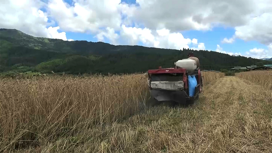 Harvester failures delay wheat harvest in Bumthang