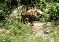 Jigmeling wildlife rescue and rehabilitation centre opens its doors to visitors
