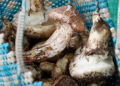 Rising matsutake demand meets limited supply in Genye