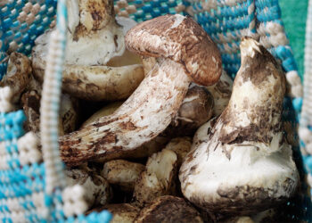 Rising matsutake demand meets limited supply in Genye
