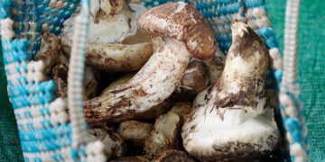 Rising matsutake demand meets limited supply in Genye