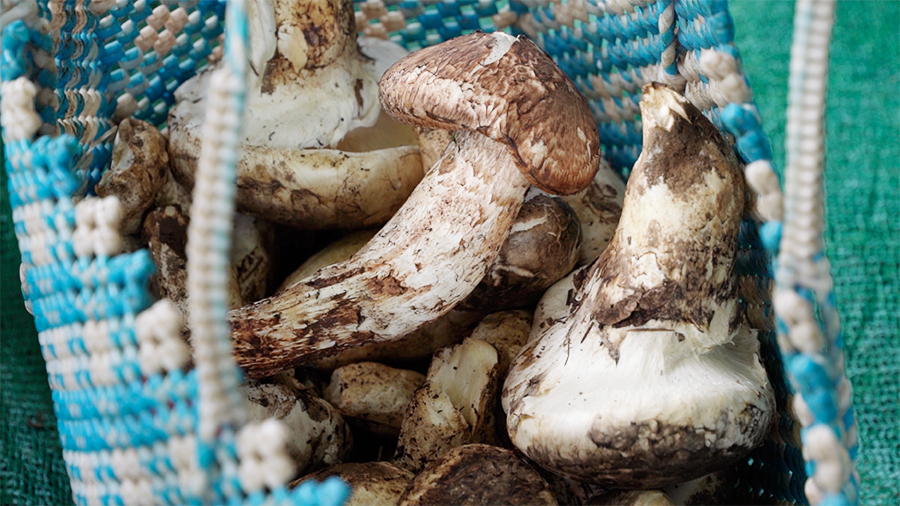 Rising matsutake demand meets limited supply in Genye