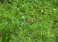 Hailstorm damages chilli saplings, hits farmers’ income