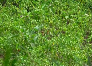 Hailstorm damages chilli saplings, hits farmers’ income