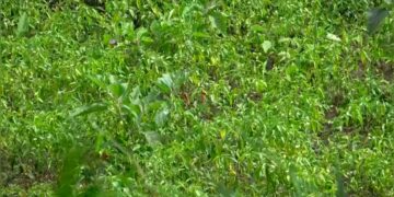 Hailstorm damages chilli saplings, hits farmers’ income