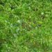 Hailstorm damages chilli saplings, hits farmers’ income