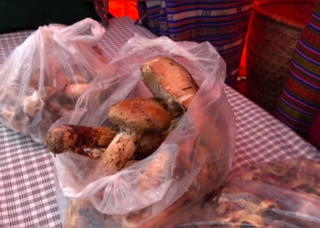 As matsutake production declines, Ura looks to protect its forests