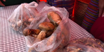 As matsutake production declines, Ura looks to protect its forests