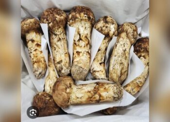 Rising matsutake prices boost incomes in Genye
