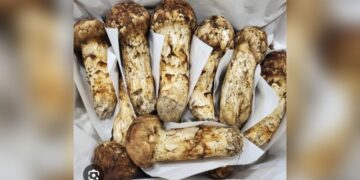 Rising matsutake prices boost incomes in Genye